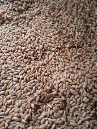 Trigo en grano de calidad