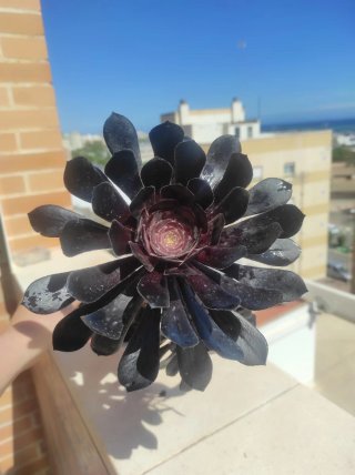 SUCULENTA.Aeonium atropurpureum