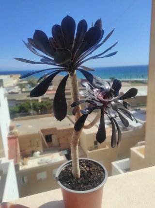 SUCULENTA.Aeonium atropurpureum