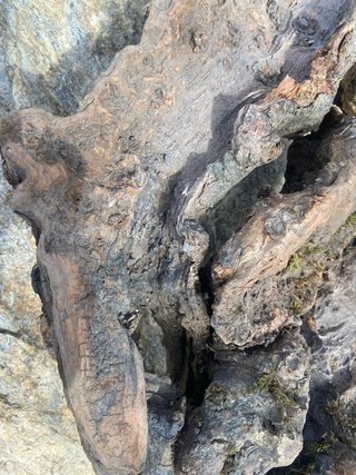 Madera de río natural