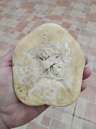 Erizo de mar fósil Clypeaster