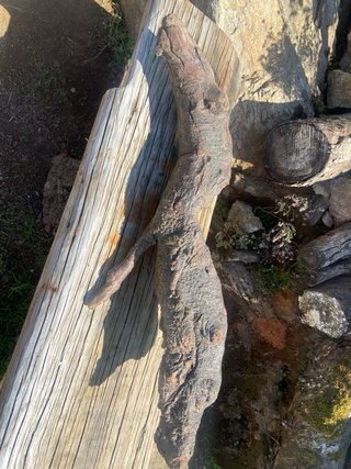 Madera natural de río