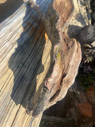 Madera natural de río