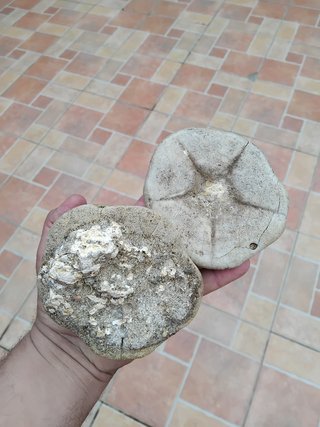 Erizo de mar fósil Clypeaster