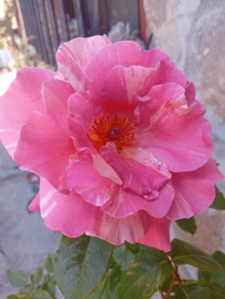 Rosal trepador bicolor