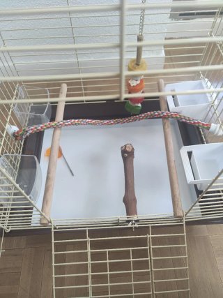 Jaula para aves con accesorios