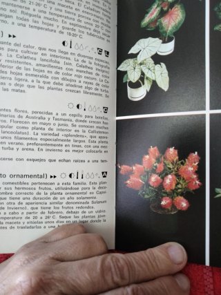 Así se cultivan plantas de interior - II