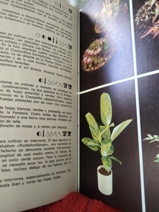 Así se cultivan plantas de interior - II