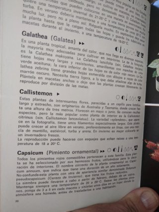 Así se cultivan plantas de interior - II