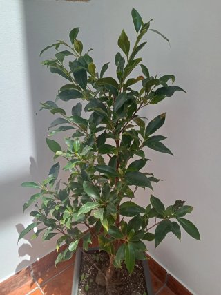 Laurel de la India Ficus microcarpa