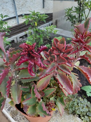 Kalanchoe Longiflora