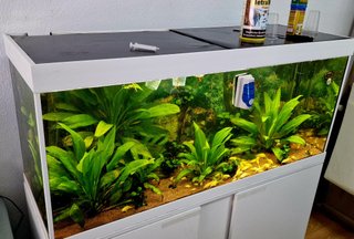 Acuario Eheim Vivaline LED 240 con mueble BLANCO
