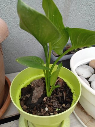 Planta verde en maceta. calas