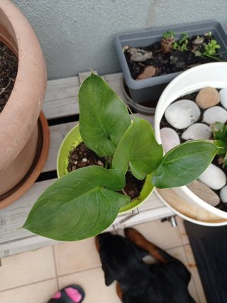 Planta verde en maceta. calas