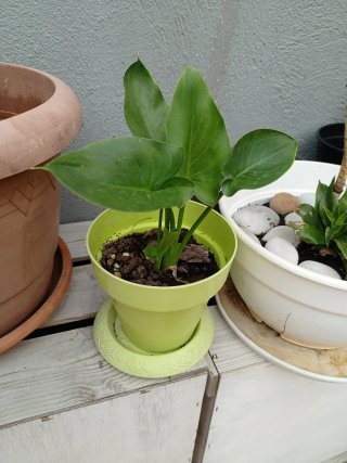 Planta verde en maceta. calas
