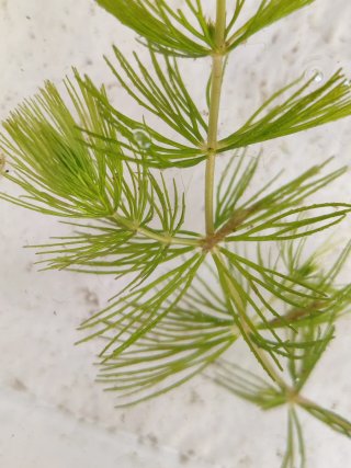 Planta acuática Ceratophyllum demersum