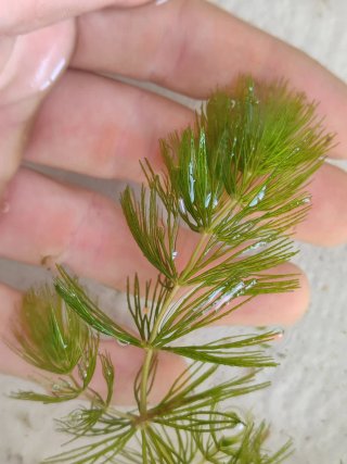 Planta acuática Ceratophyllum demersum