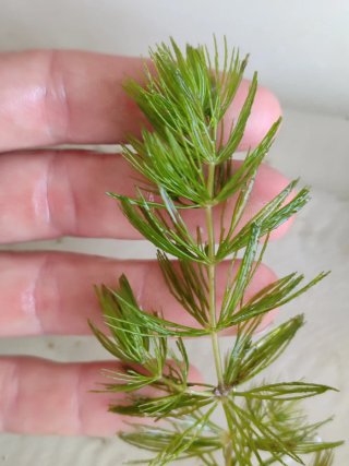 Planta acuática Ceratophyllum demersum