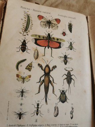 Historia natural E. Ribera