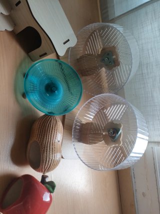 Juguetes y casetas para hámster