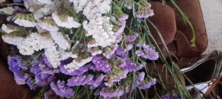 Flores secas moradas y blancas
