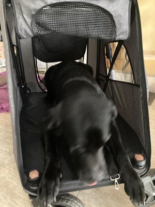 Carrito Perro Grande Gris hasta 30 kg
