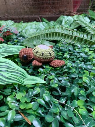 Tortuga Kiwi Crochet Hecha a Mano