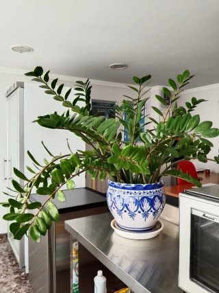 Planta ZZ en maceta decorativa