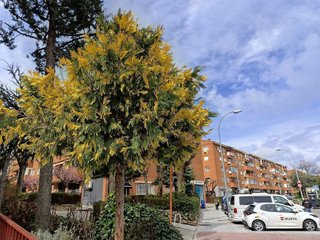 Local comercial en alquiler en Ensanche en Alcobendas