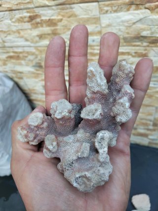 Piedras coral acuario pecera marina antiguas