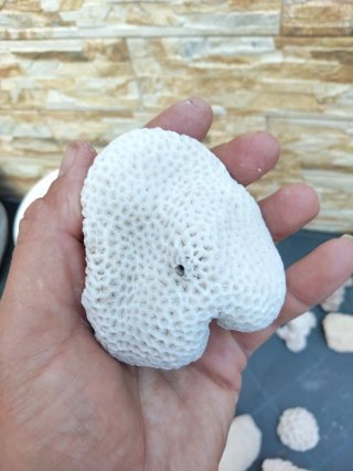Piedras coral acuario pecera marina antiguas