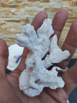 Piedras coral acuario pecera marina antiguas