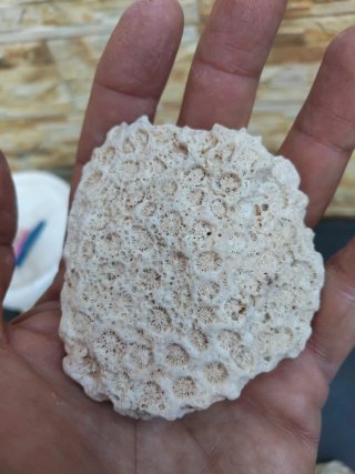 Piedras coral acuario pecera marina antiguas