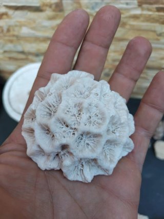 Piedras coral acuario pecera marina antiguas