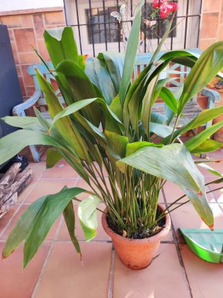 Planta de interior Aspidistra (Pilistra)