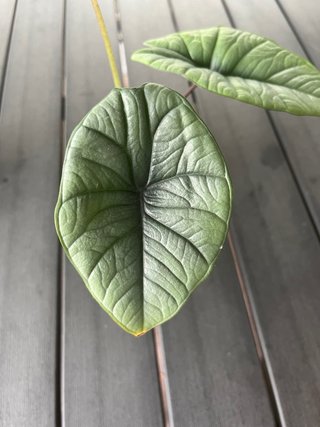Alocasia Platinum