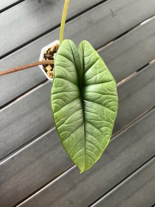 Alocasia Platinum