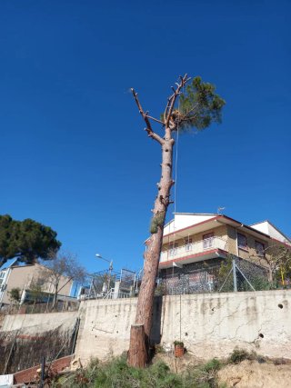 Poda profesional y limpieza de jardines