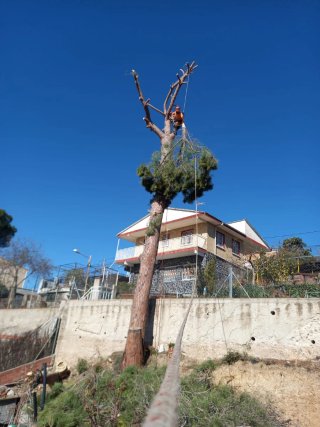 Poda profesional y limpieza de jardines