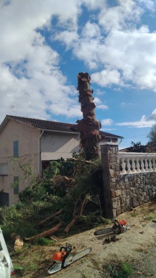 Poda profesional y limpieza de jardines