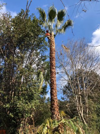 Poda profesional y limpieza de jardines