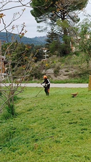 Poda profesional y limpieza de jardines