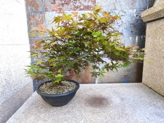 Bonsai Arce Palmatum Deshojo