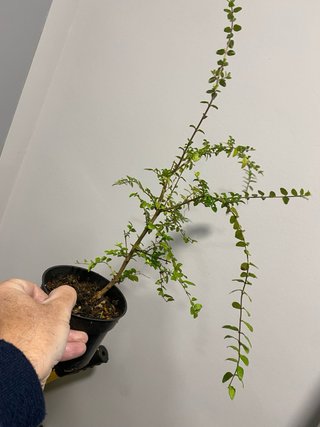 Plantón Lonicera Nítida pa pre-bonsái