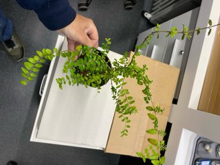 Plantón Lonicera Nítida pa pre-bonsái