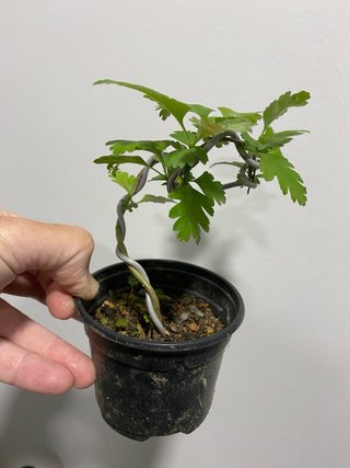 Planta de Espino Albar para Pre-bonsái
