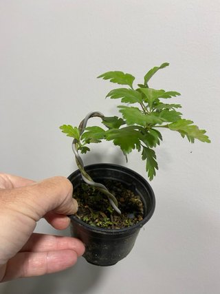 Planta de Espino Albar para Pre-bonsái