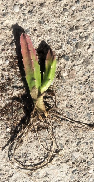 Lote esquejes gigantea/variegata