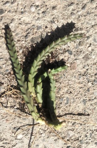 Lote esquejes gigantea/variegata