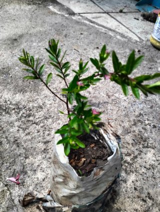 Última Planta de Trueno de Venus